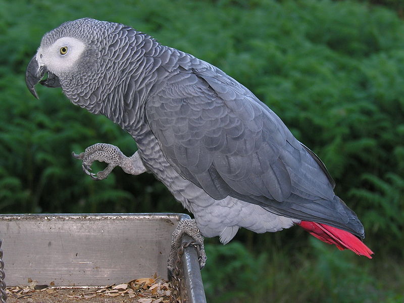 All Wallpapers: Grey Parrots